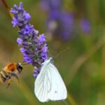 Wie Du Bienen und Schmetterlinge in Deinen Garten lockst