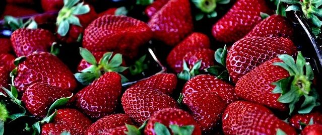 Erdbeeren - So gelingt de Ernte.