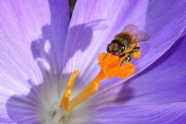 Die 10 besten Insektenhotels für deinen Garten