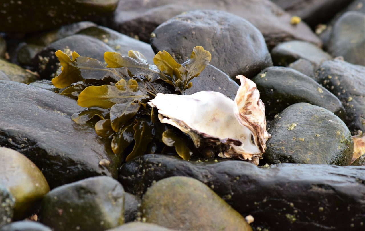 Eine angespülte Auster am Strand.