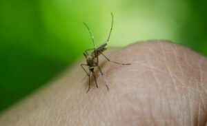 Ein Balkon Moskitonetze kann dich vor Insekten schützen.