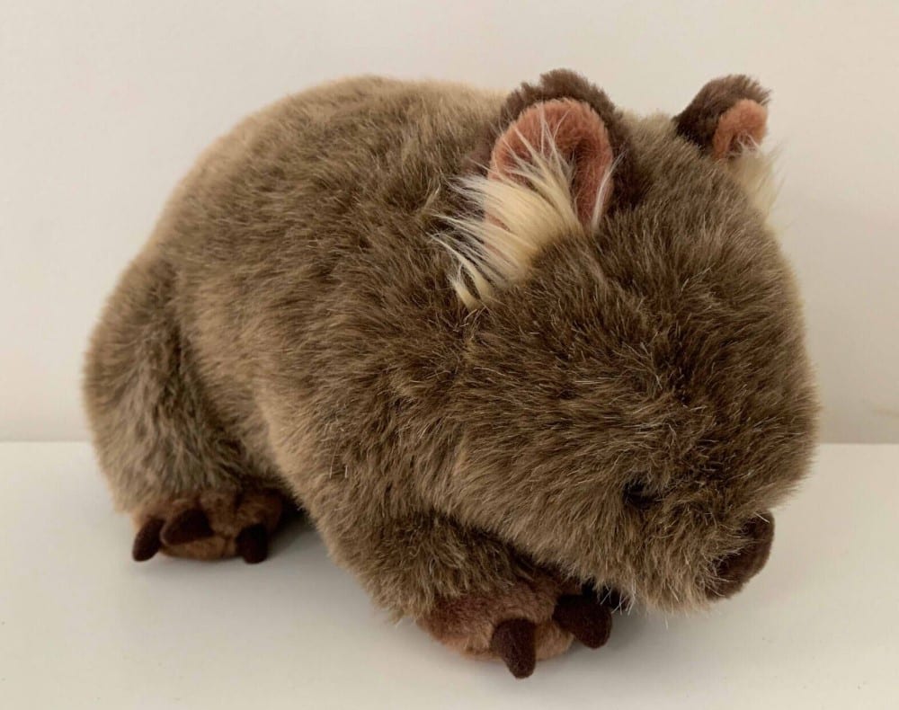 Wombats stammen aus Australien und sind bekannt für ihre runden, pelzigen Körper und ihre niedlichen Gesichter.