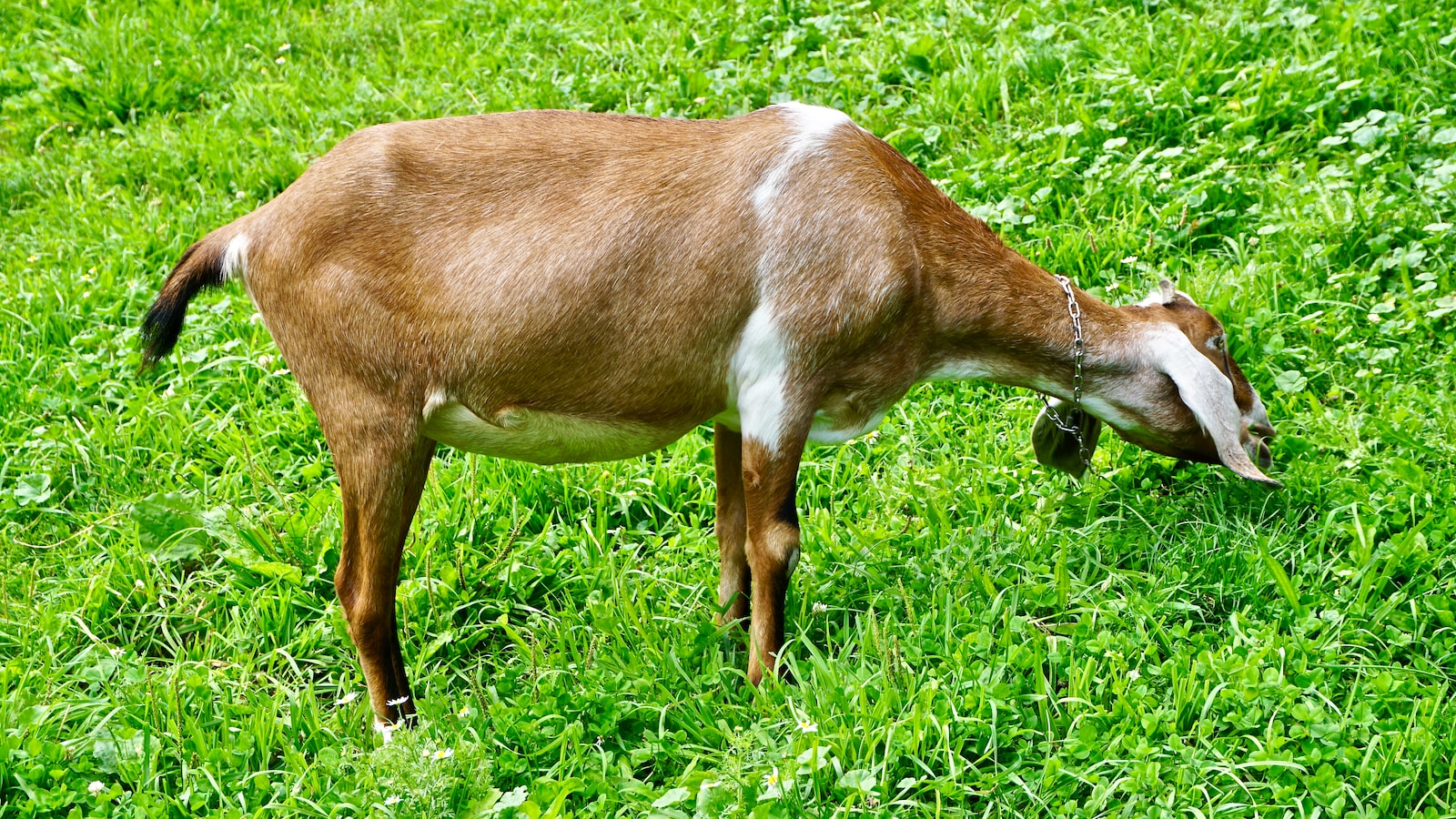 Was ändert sich wenn ich jeden Tag Haferflocken esse?