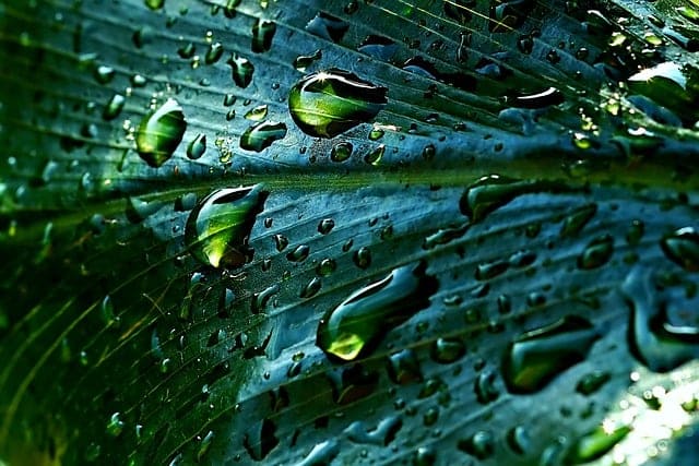 Bestsellerliste für Regenwassertonnen – Eine umweltfreundliche Möglichkeit zur Bewässerung deines Gartens