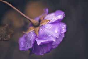 Blumen Verschicken