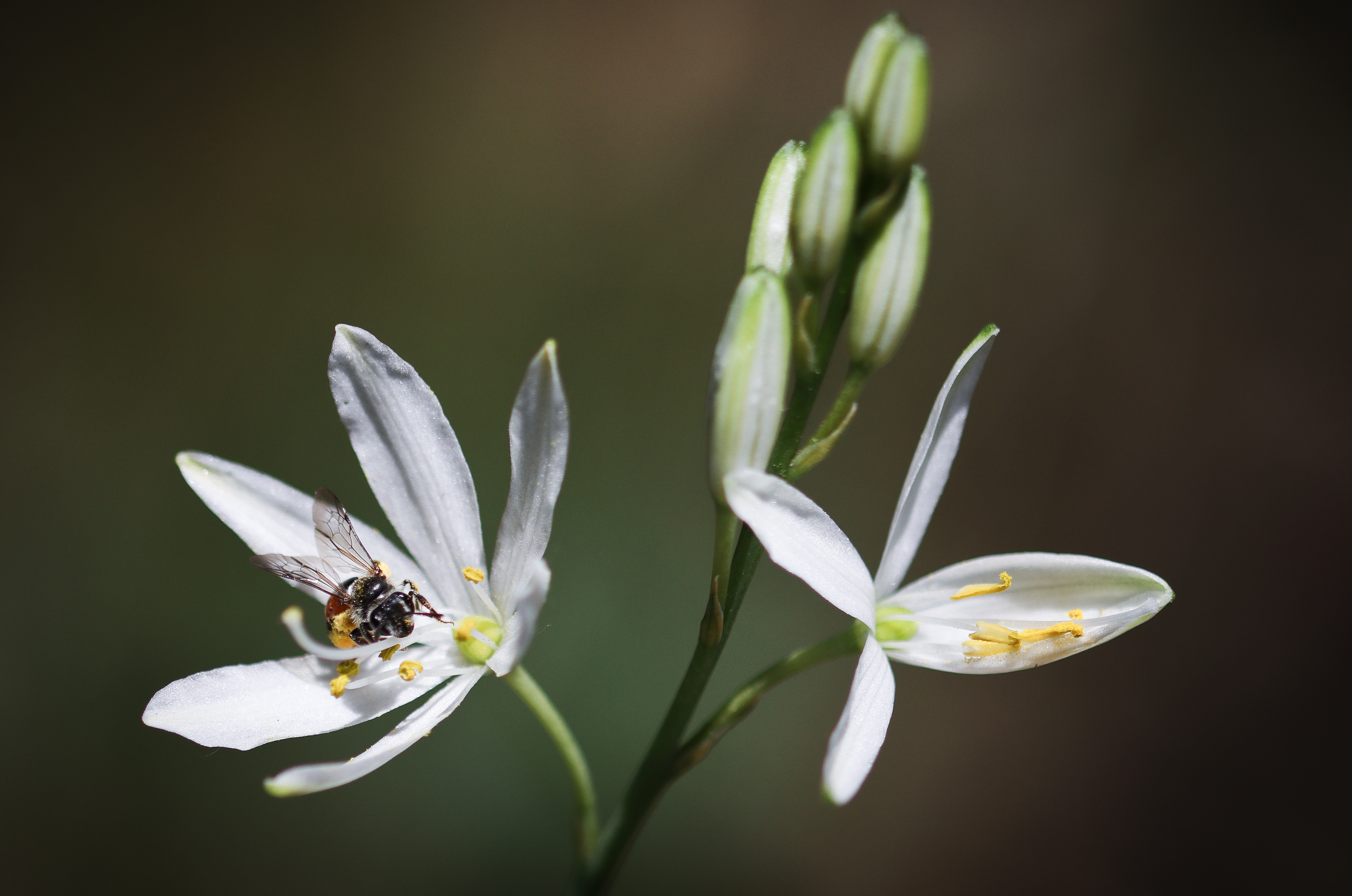 Eine Wildbiene sammelt Pollen von Astloser Graslilie