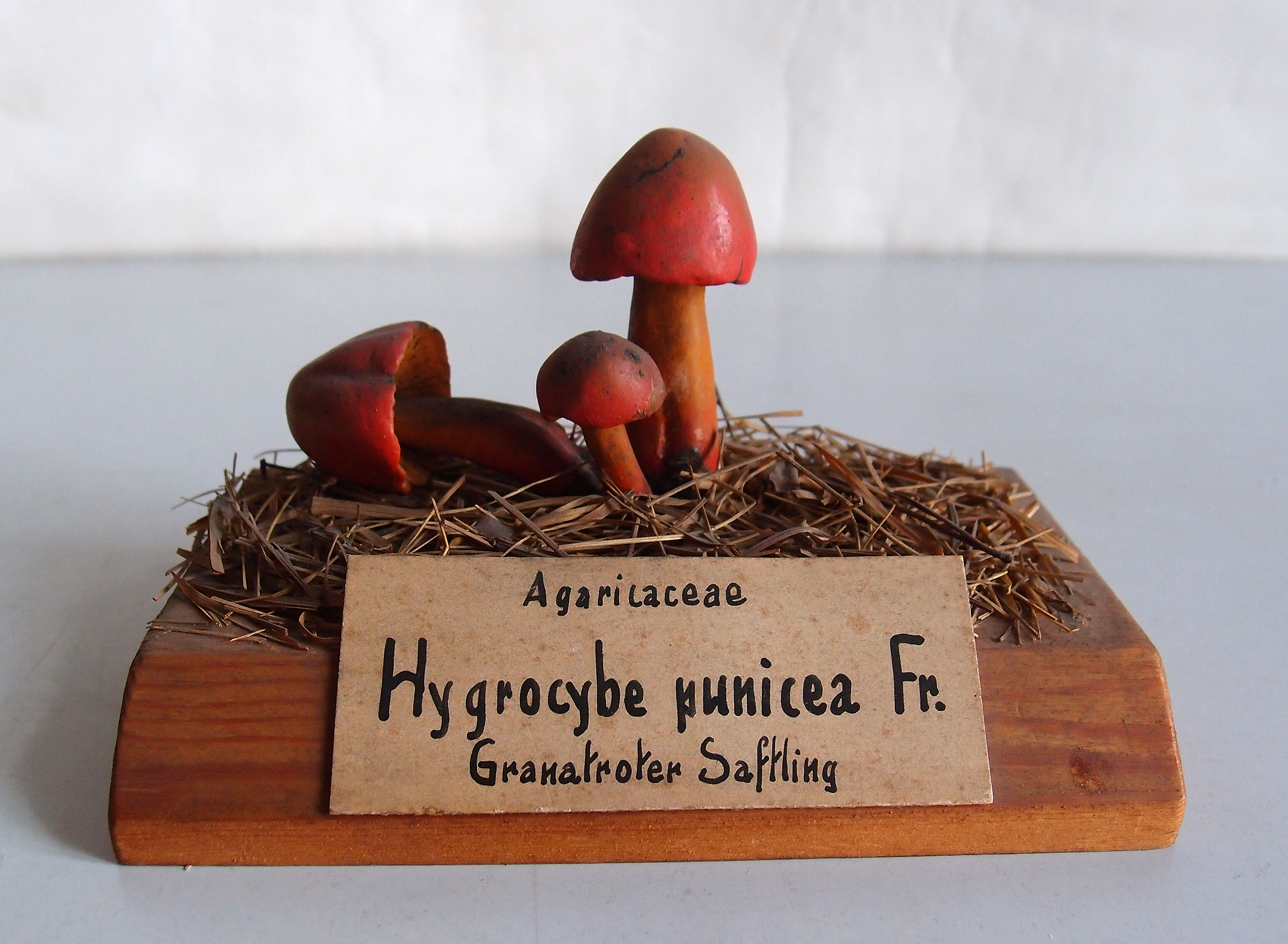 Modell von Hygrocybe punicea 2528Granatroter Saftling 252C Granatrote oder Gr 25C3 25B6 25C3 259Fte Saftling 2529