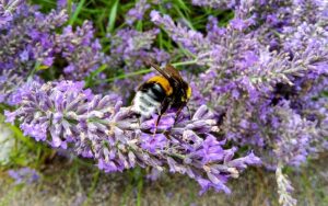 Hummel Winterschuhe Kinder