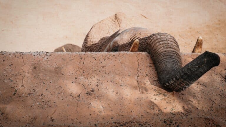 Alles Wissenswerte über den Steiff Elefant Baby: Geschichte und besondere Eigenschaften