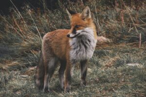 Wathose Fox