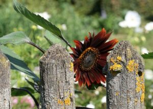 Gartenzaun Metall Anthrazit