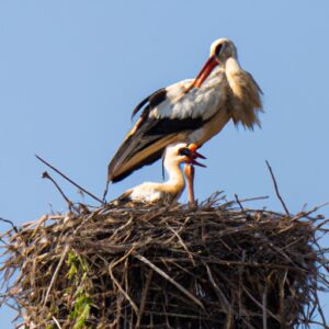 Das Glück kommt in kleinen Paketen: Wie Sie Ihren größten Wunsch erfüllen und endlich eine Familie gründen können!