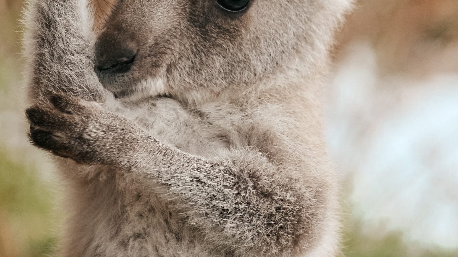Kalt? Kein Problem! Entdecke die Wunderwelt der Kangaroos Winterschuhe für Kinder