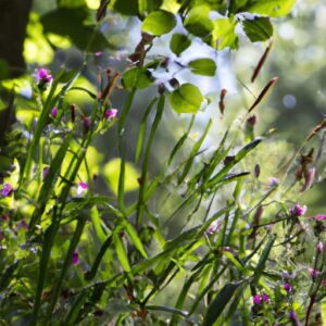 Entdecke Deutschlands Naturheilapotheke – Welche Heilkräuter Dich hier erwartet