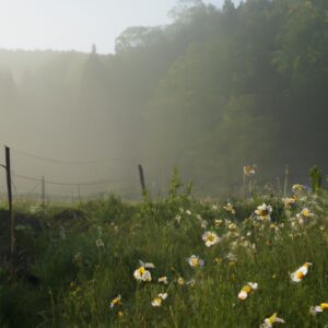 Abenteuerliche April- und Mai-Ernte: Entdecke die geheime Welt wilder Kräuter!