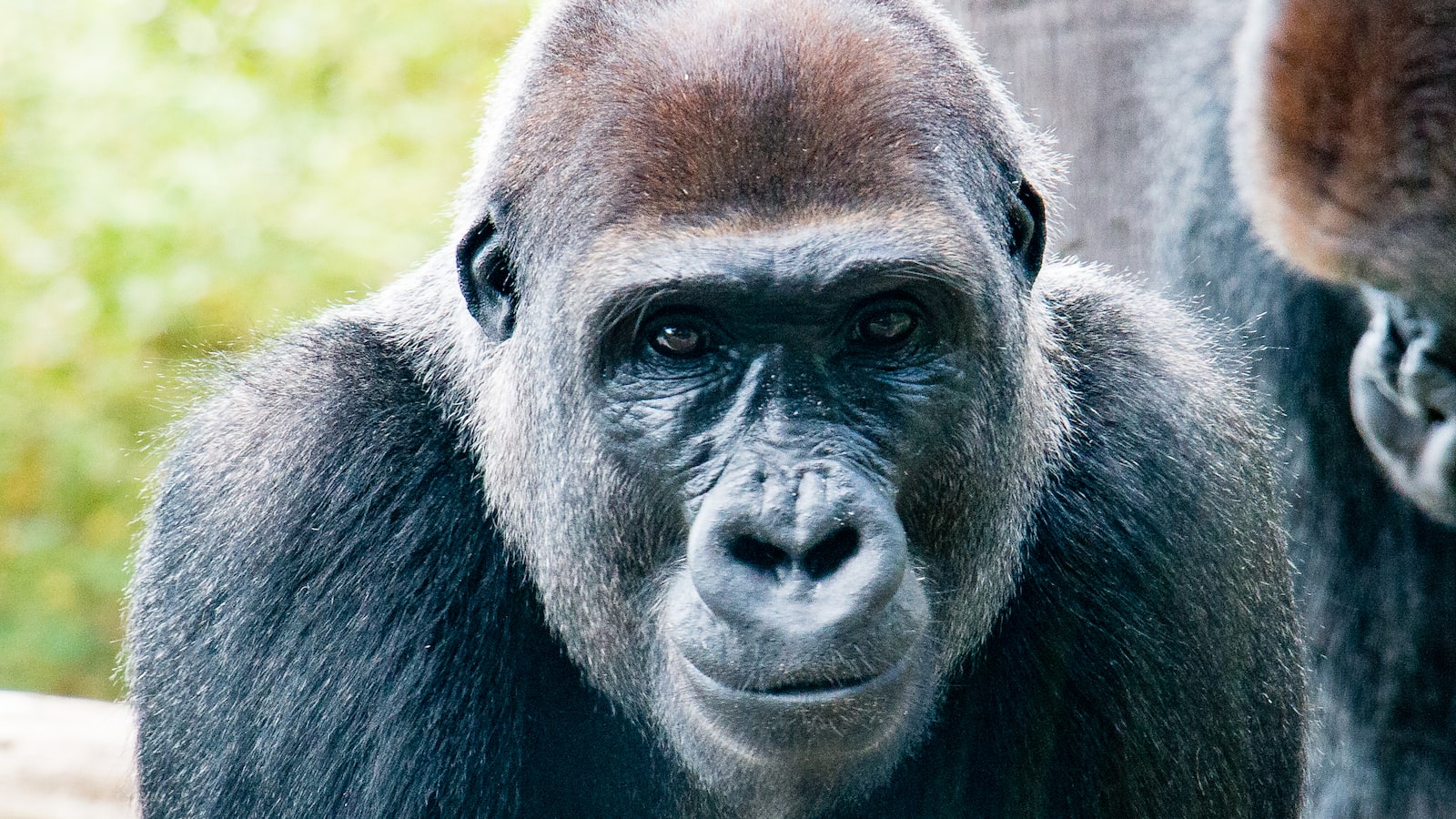 Kuscheltier Gorilla