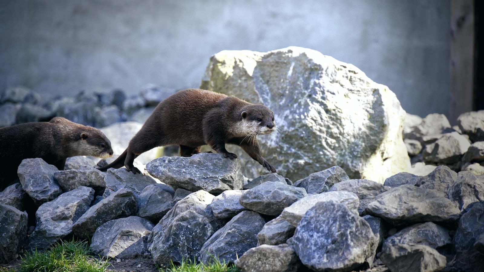 ᐅ Kuscheltier Otter: Der perfekte kuschelige Begleiter für jede
