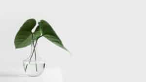 Wie nachhaltig ist der Minimalismus?