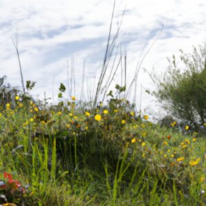 Wilde Küche deluxe: 10 fantastische Möglichkeiten, um Wildkräuter zu einem leckeren und gesunden Mahl zu machen!