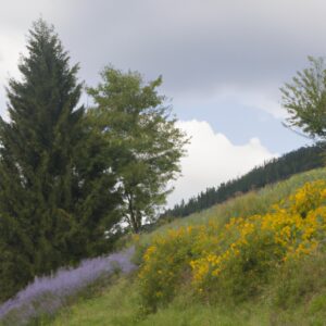 Das grüne Wunder vor unserer Tür: Entdecke die leckersten essbaren Wildkräuter Deutschlands!