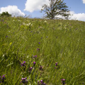 3 Geheime Tipps für eine üppige Wildkräuter-Ernte das ganze Jahr über!