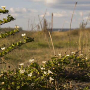 Verabschiede dich von Hüftschmerzen: Entdecke die heilende Kraft der Wildkräuter!