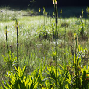 Verwandle deinen Garten in eine Naturapotheke: Mit diesen einfachen Schritten kannst du deine eigenen Heilkräuter ansetzen!