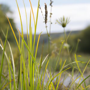 Verwandeln Sie Ihren Garten in eine Heilpflanzen-Oase: Entdecken Sie die Top Heilkräuter für Ihre Gesundheit!