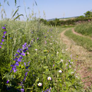 Erlebe puren Naturgenuss: Heilkräuter kaufen in Deutschland!