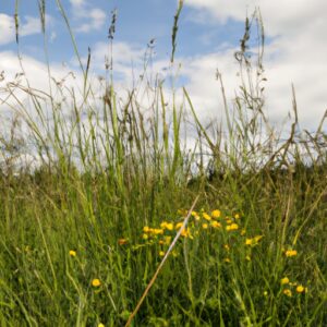 Wildkräuter entsaften – Natürliche Power