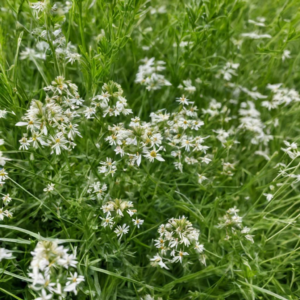 Die besten Wildkräuter in meiner Gegend entdecken!