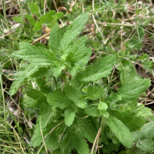 Wildkräuter: Essbar oder giftig?